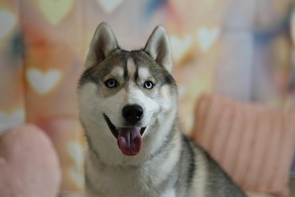 Hoe dragen dierentuinen bij aan het behoud van soorten?